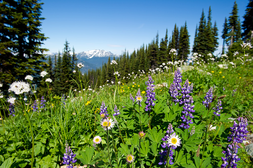 Whistler Meadows